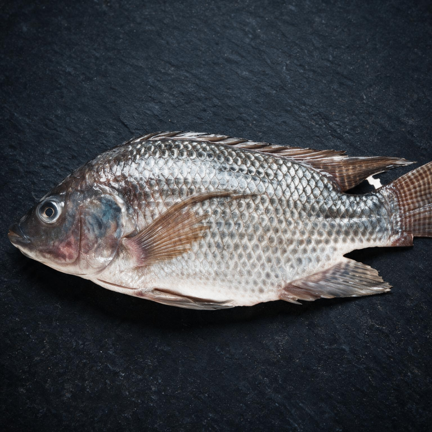 Tilapia — wholesale halal frozen UK supplier