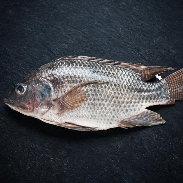 Tilapia — wholesale halal frozen UK supplier