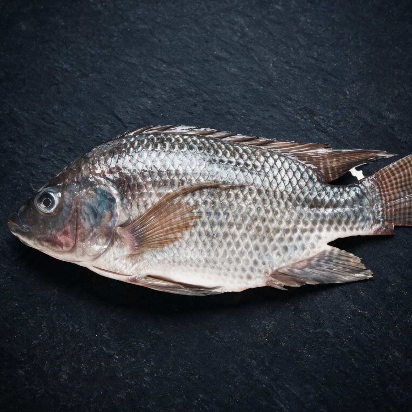 Tilapia halal frozen UK supplier